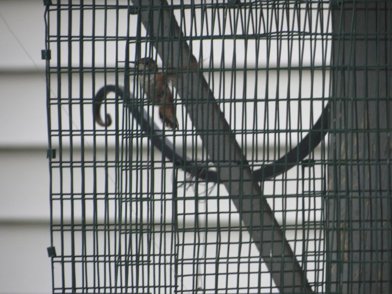 A Simple Trap Does the Trick