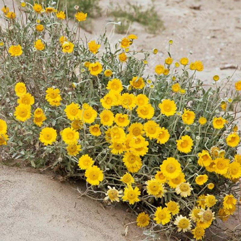 Desert Marigold