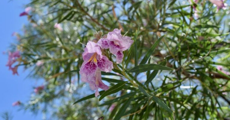 10 Drought-Tolerant Plants for Your New Mexico Garden