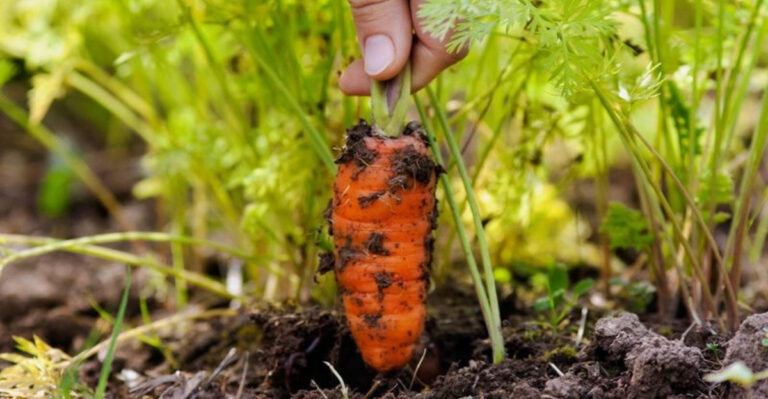 10 Tough Veggies That Handle Colorado’s Thin Air and Blazing Sun