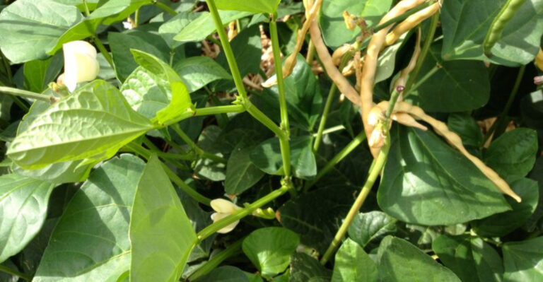 12 Crops That Handle Arizona’s Full Sun Better Than You’d Expect