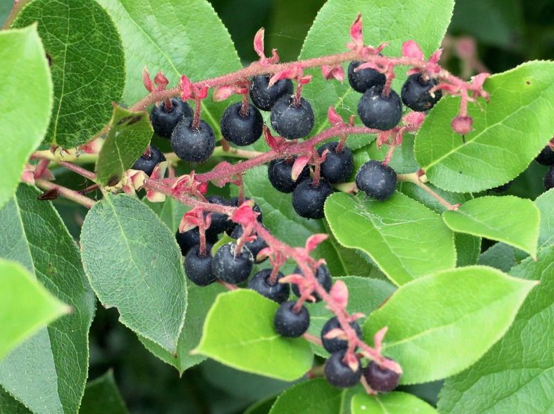 Salal Berries