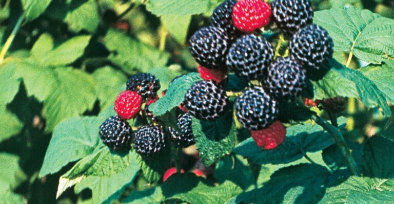 12 Fruits That Grow Sweet in Oregon Shade—Perfect for Woodland Gardens