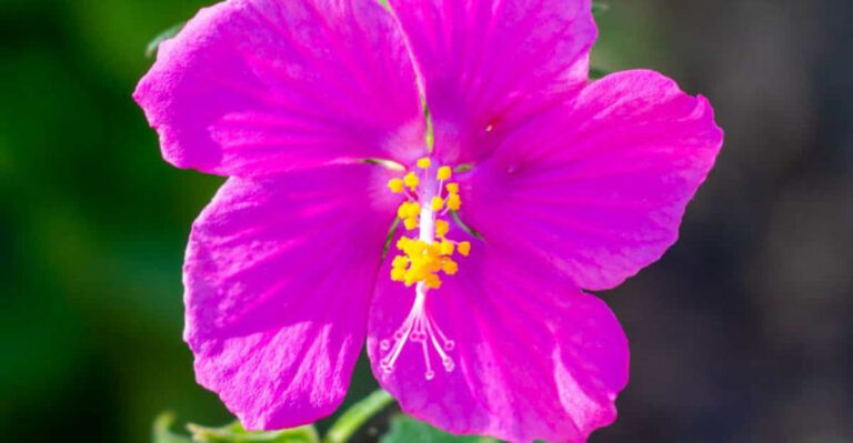 12 Texas-Proof Flowers That Bloom Big With Almost No Water or Work