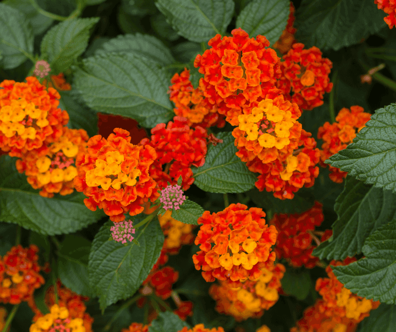 Texas Lantana