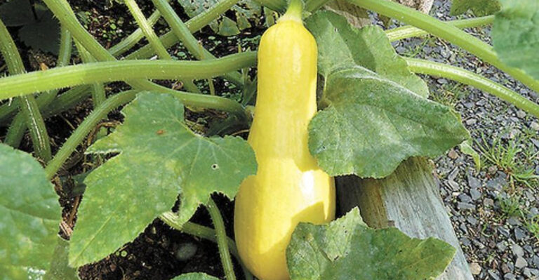 13 Raised-Bed Favorites North Carolina Gardeners Say Grow Twice as Fast
