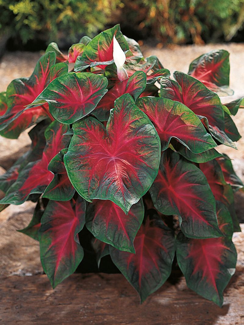Caladium