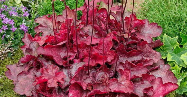 13 Shade-Loving Plants That Actually Thrive in Florida’s Humid Heat