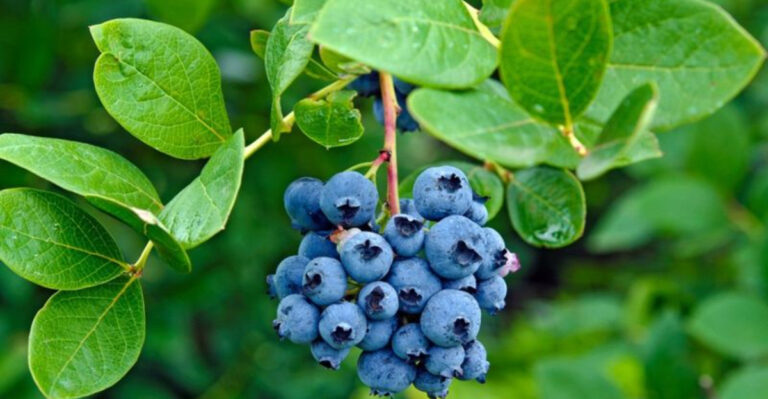 14 Crops That Actually Love South Carolina’s Humid Coastal Air