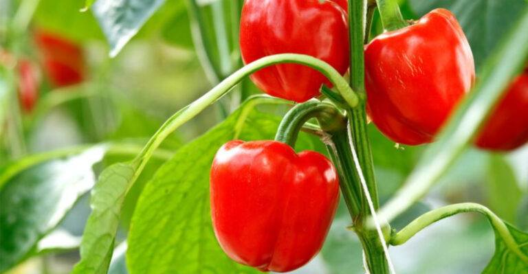14 Vegetables That Are Surprisingly Easy to Grow in Texas’ Alkaline Soil