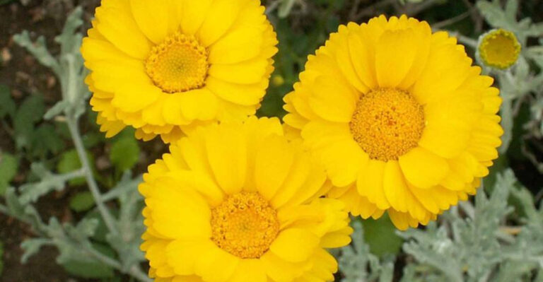 16 Stunning Shrubs That Turn Arizona Yards Green Even in Drought