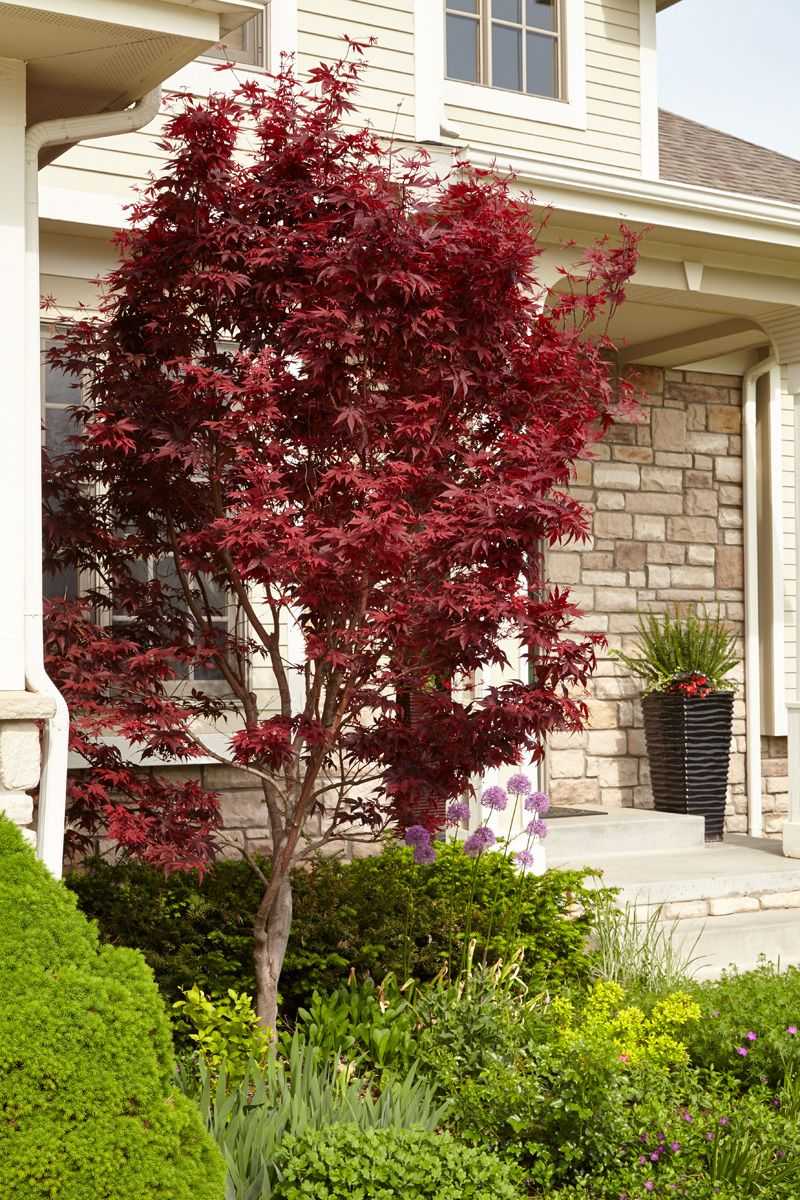 Japanese Maple