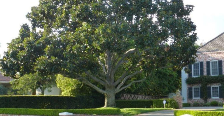 7 Trees That Won’t Crack Your Sidewalks in California Suburbs