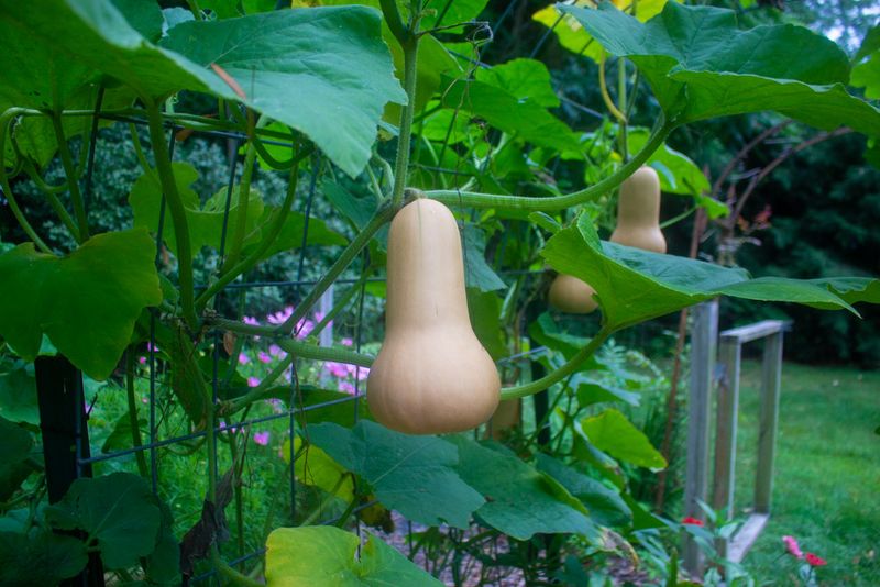 Storage Butternut Squash