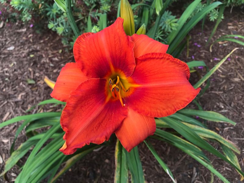 Daylilies: The Workhorses of Southern Gardens