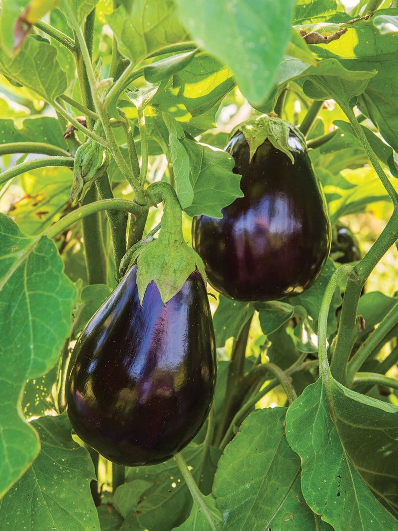 Eggplant