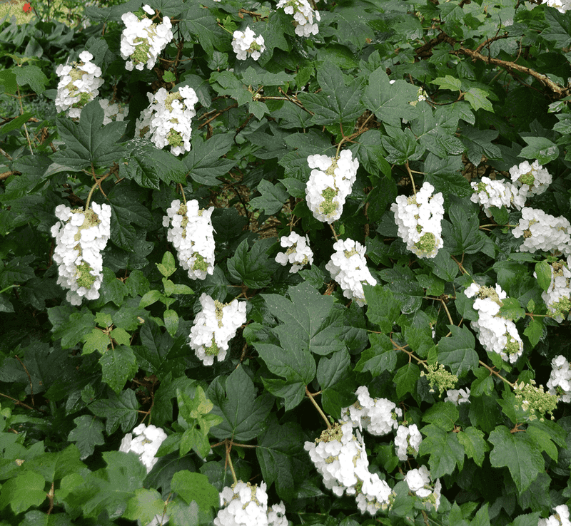 Oakleaf Hydrangea's Four-Season Beauty