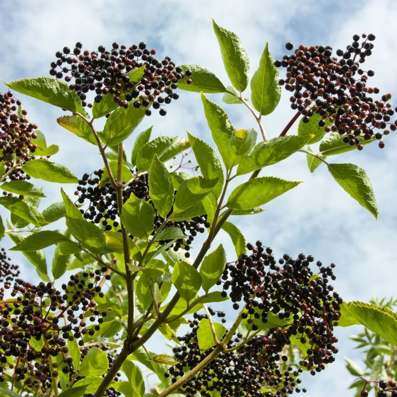 Elderberry Bush