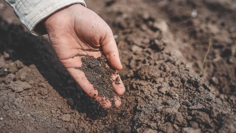 Soil Preparation for Success