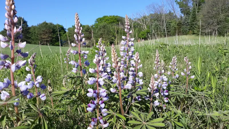 Wild Lupine (Lupinus perennis)