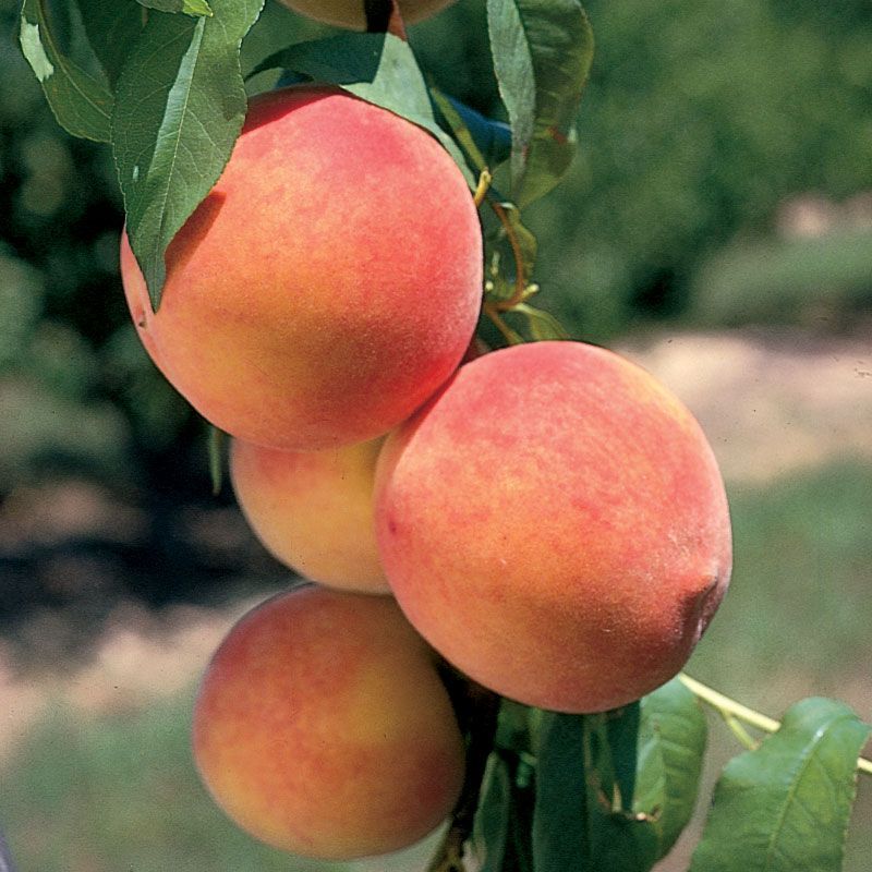 Desert Gold Peach Tree