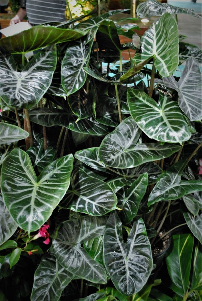 Alocasia
