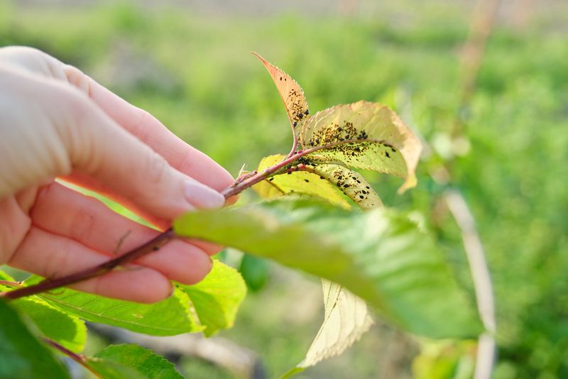 Plan for Pest Management in Short Seasons