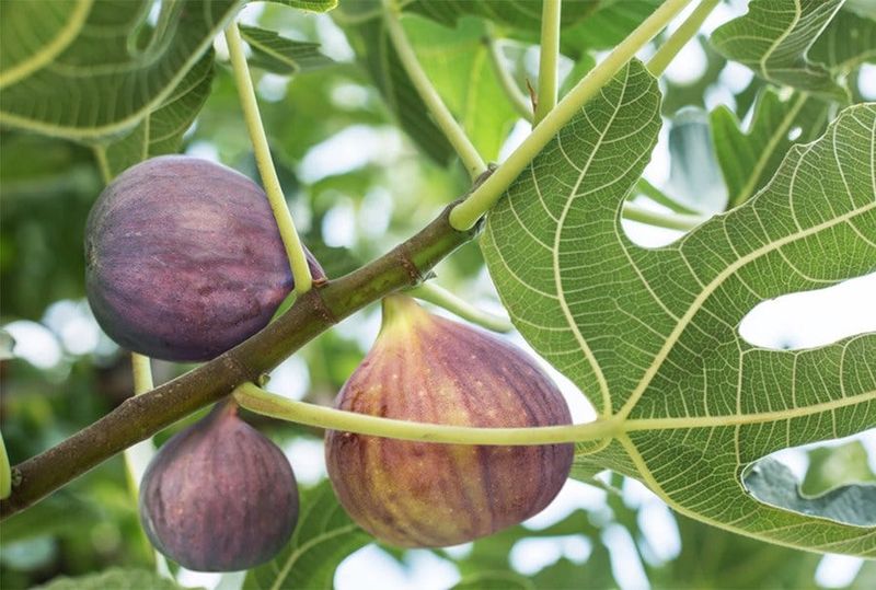 Fig Tree