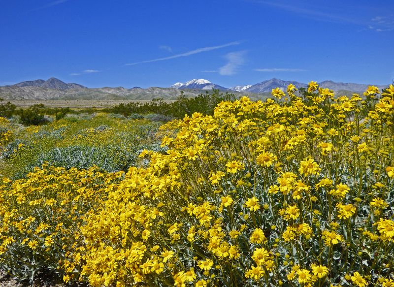 Brittlebush