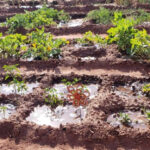 Arizona’s Ancient Desert Hack That Keeps Gardens Alive Without a Hose