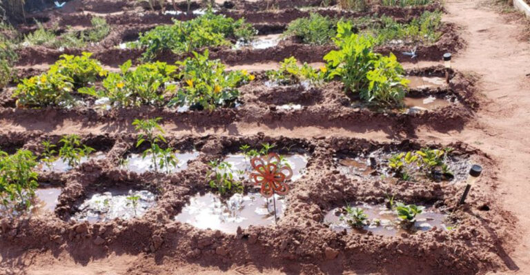 Arizona’s Ancient Desert Hack That Keeps Gardens Alive Without a Hose