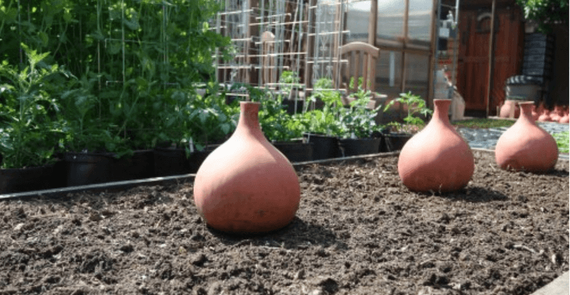 Clay Pot Irrigation Using Ollas