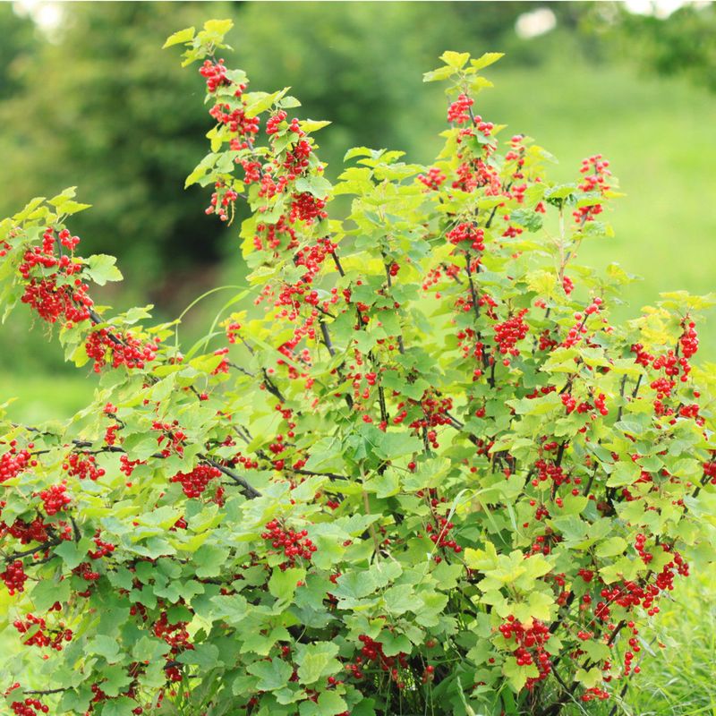 Currant Bush