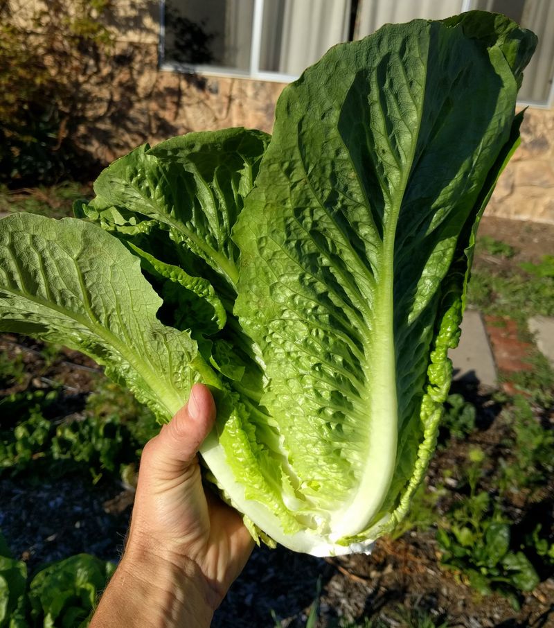Romaine Lettuce