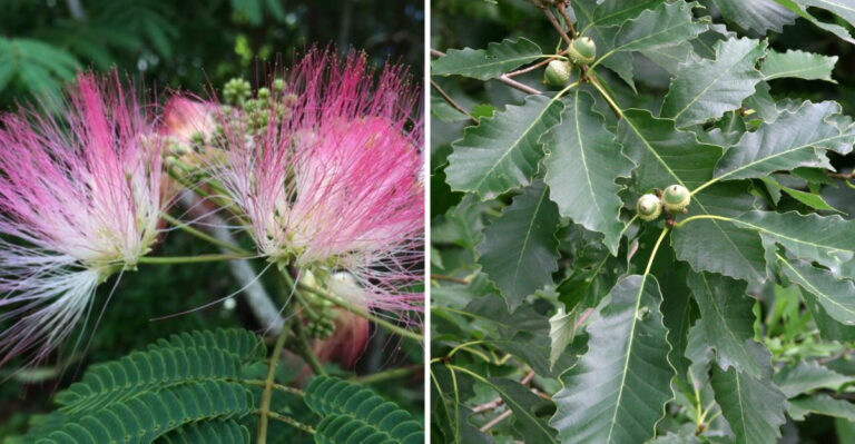 As a Professional Gardener in Texas, These Are the 5 Trees I’d Never Plant in Any Yard Again (and What I’d Choose Instead)