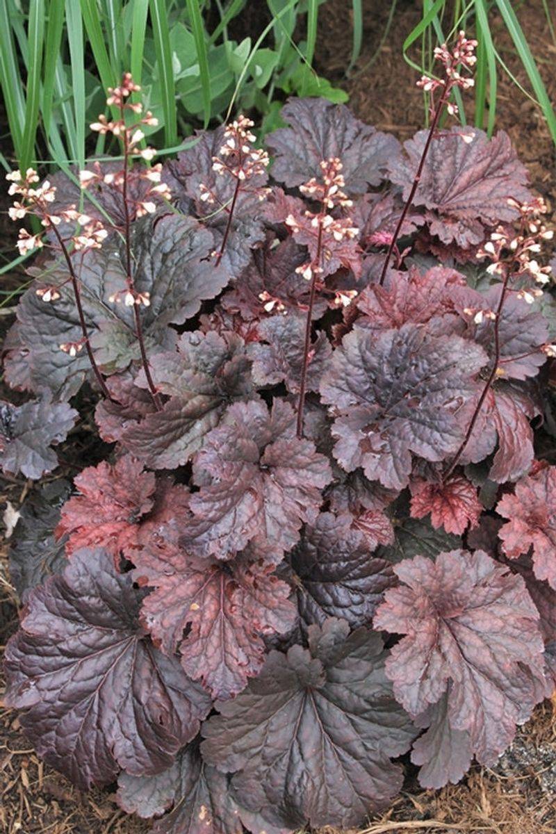 Coral Bells