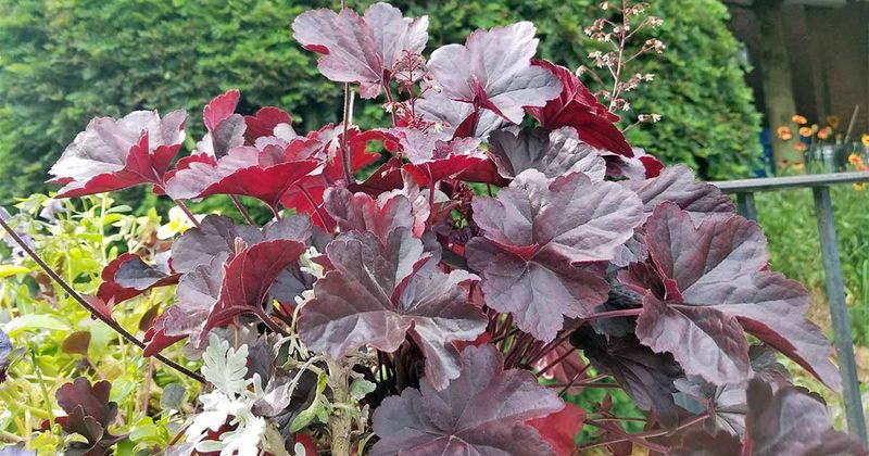 Coral Bells (Heuchera)