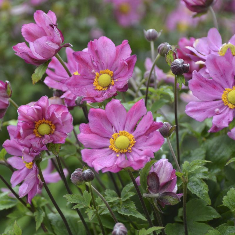 Japanese Anemone