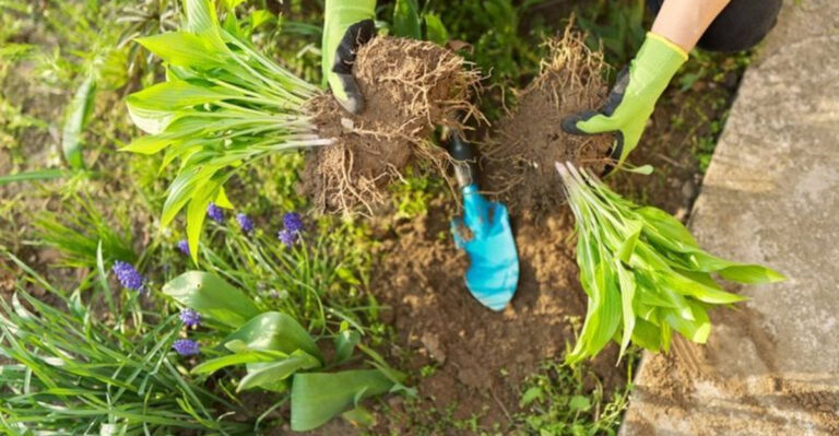 August Gardening in Colorado: Best Plants and Seasonal Tasks