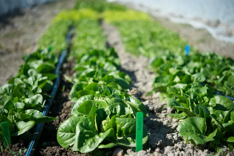 Plant Cool-Season Crops for Fall Harvest