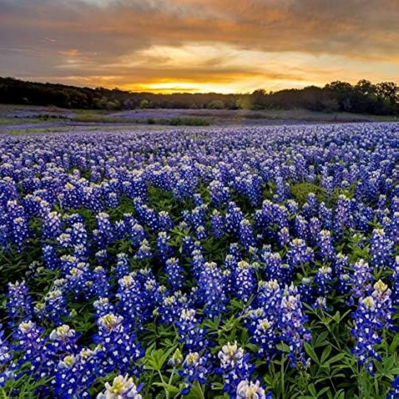 Bluebonnet