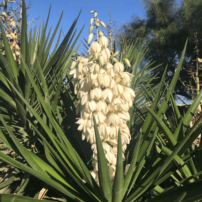 Yucca