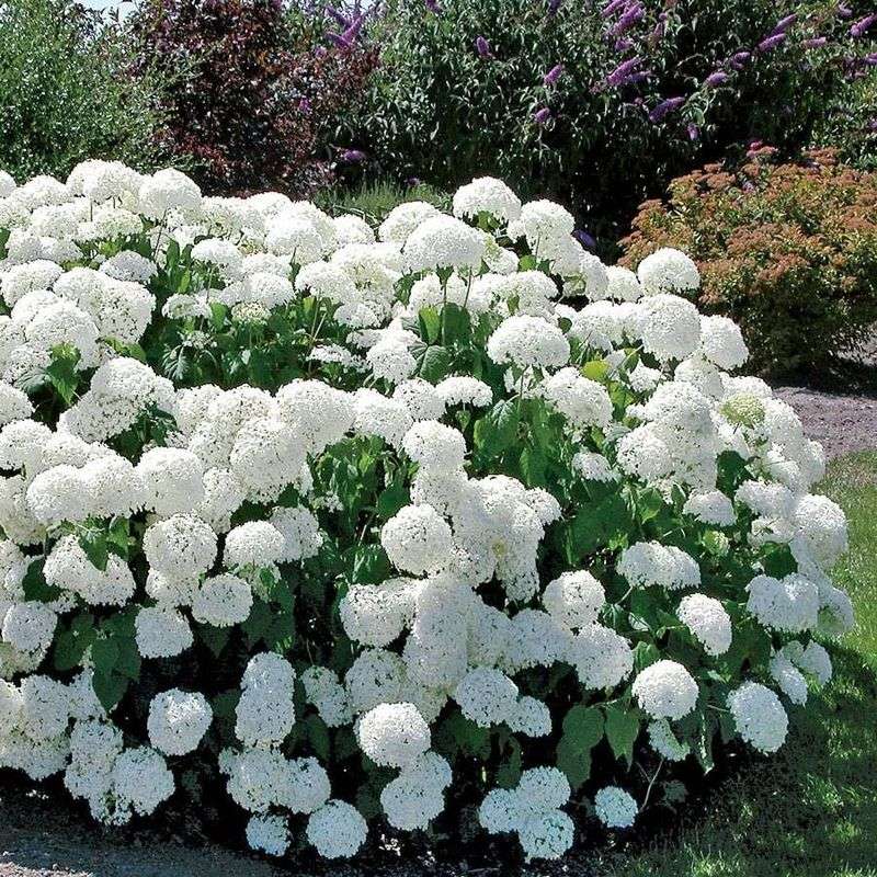 Hydrangeas: Big Blooms, Bigger Impact