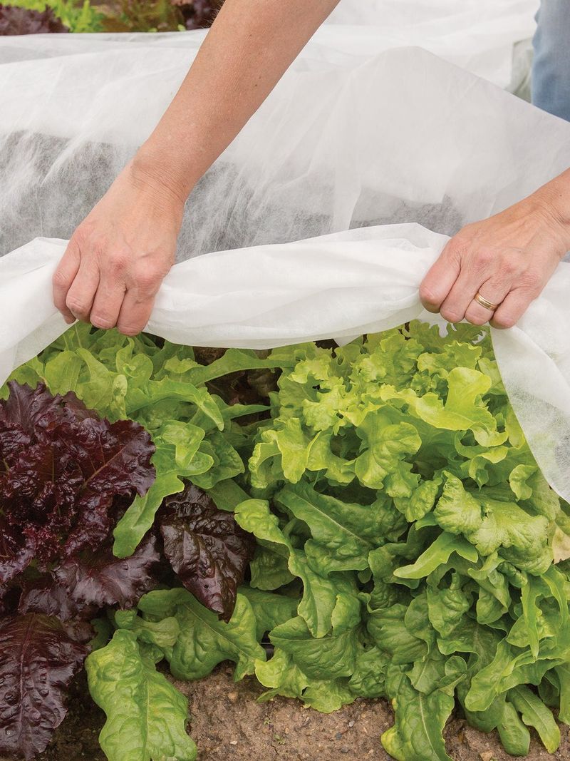 Row Covers and Physical Barriers