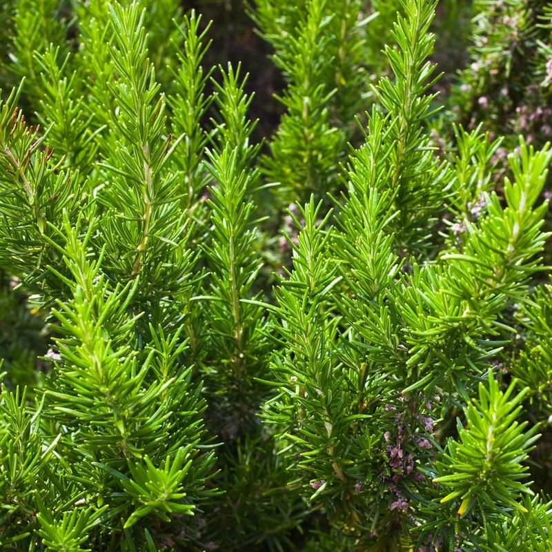 Rosemary: Woody Warrior Against Winged Invaders