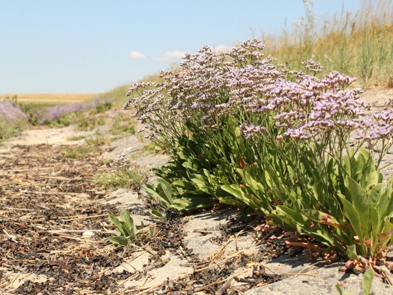 Sea Lavender (Limonium carolinianum)