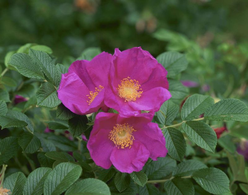 Rugosa Rose (Rosa rugosa)