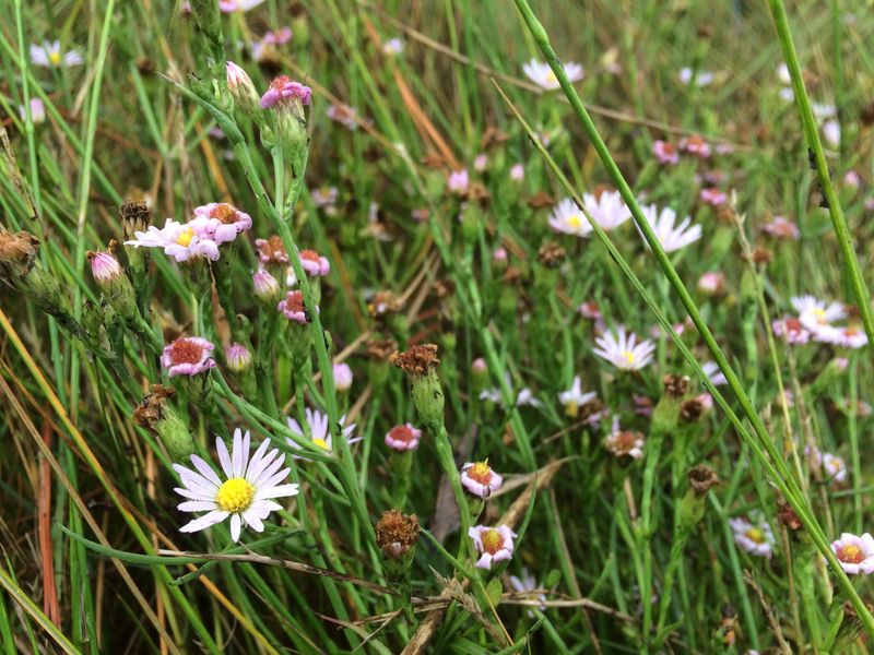Salt Marsh Aster (Symphyotrichum tenuifolium)