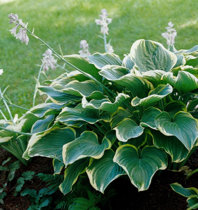 Hosta