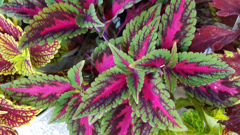 Coleus